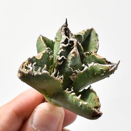 アガベチタノタ 麻花 子株 ブツブツ 高級人氣品種 『アガベ チタノタ ブツブツ系 麻花 』