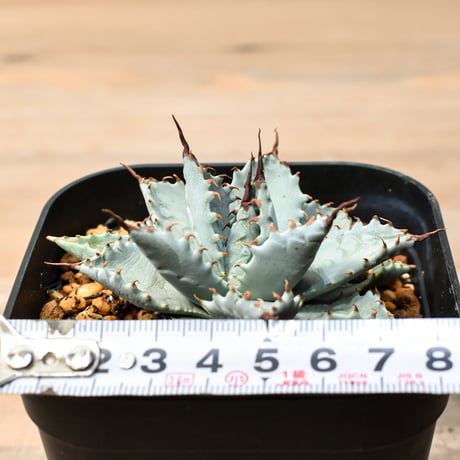 アガベ ハイブリット 日系イシスメンシス×象牙妖炎（陽炎エボリ）【台湾botanical_seeker産】RF25011387