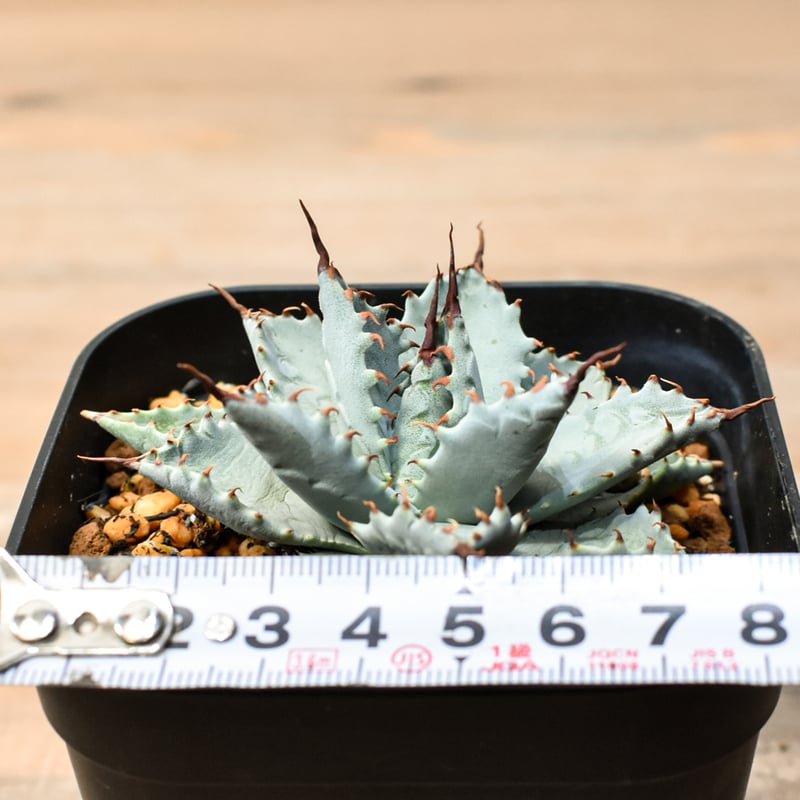 アガベ ハイブリット 日系イシスメンシス×象牙妖炎（陽炎エボリ