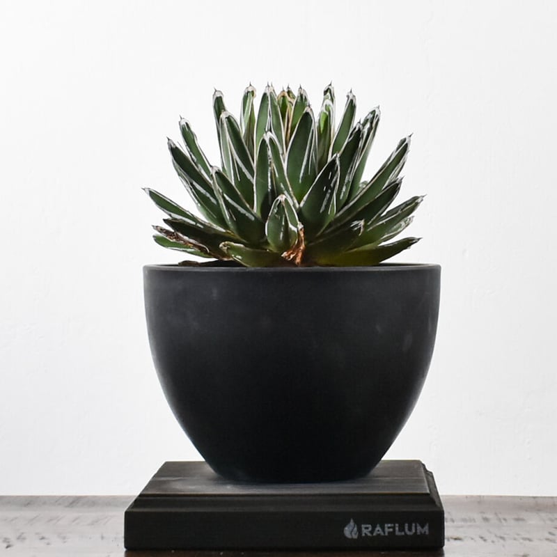 アガベ ビクトリアレジーナ(笹の雪)【大人気！笹の雪！気品あふれる美