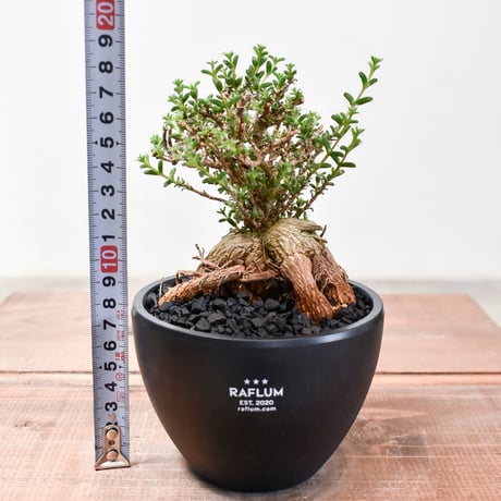 トリコディアデマ ブルボスム "姫紅小松" 【長谷川園芸産 / 実生】RF232200