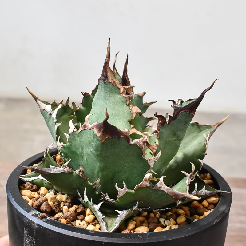 アガベ   チタノタ　海豹　台湾輸入株 アガベ チタノタ 