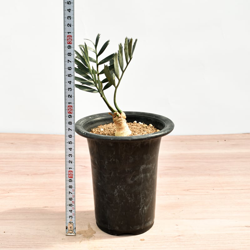 国際希少野生動植物種登録票付】エンセファラルトス レーマニー RFHK