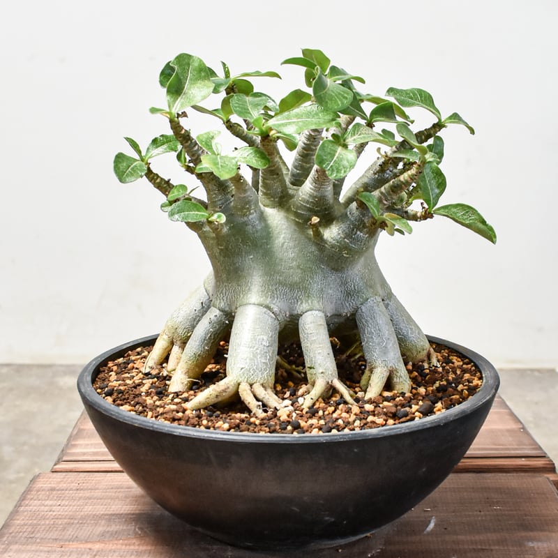 アデニウム・アラビカム　現地球　太　大株　発根済み アデニウム アラビカム【発根済み】HK2401347 | RAFLUM