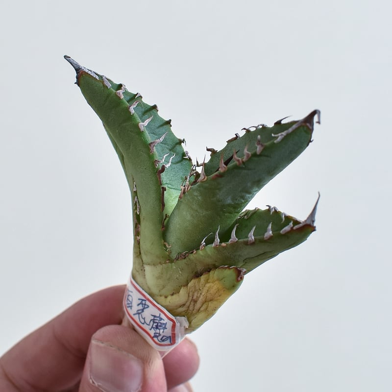 台湾アガベ　berlin産　チタノタ オテロイ WF /悪魔 清櫻 台湾ゴジラ 台湾アガベ berlin産 チタノタ オテロイ WF /悪魔 清櫻 台湾ゴジラ