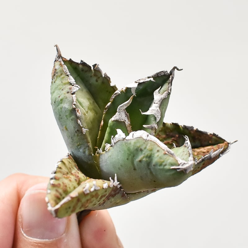 ★特選厳選株★アガベ　チタノタ　狼人　包心龍　① ◇厳選◇アガベ・チタノタ 狼人（小株）-034｜agave titanota