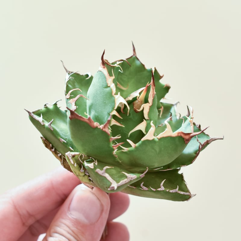 アガベ チタノタ crazy 台湾産子株