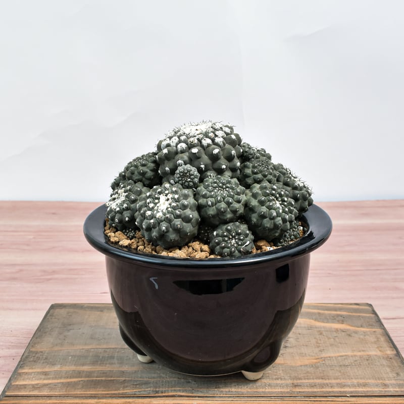 EMP コピアポア sp. 実生 / CT58 Copiapoa cinerea【コピアポア・黒王丸・実生】 | RIMO'S GREEN