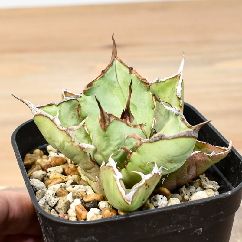 アガベ チタノタ 