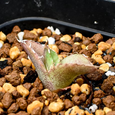 【RAFLUM育成株 5個セット】アガベ Mexico oteroi seeding / オテロイ実生 メキシコ産  【RAFLUM産/実生/子株】E2