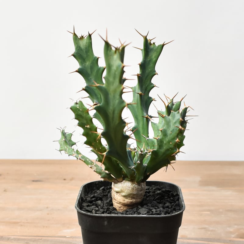 ユーフォルビア クラビゲラ 【実生】 RFHK25011505 | RAFLUM / ラフラム