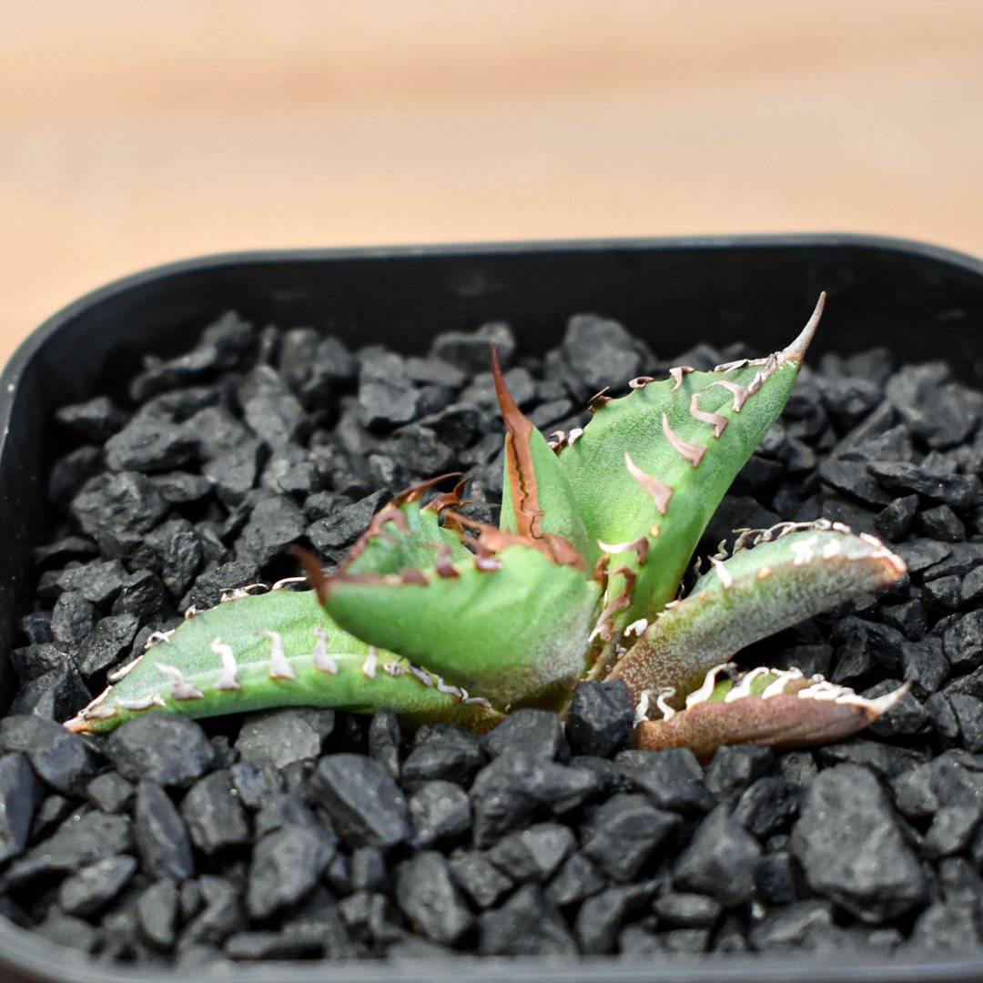 アガベ Dennis hybrid ホリダ×鬼爪（026） 