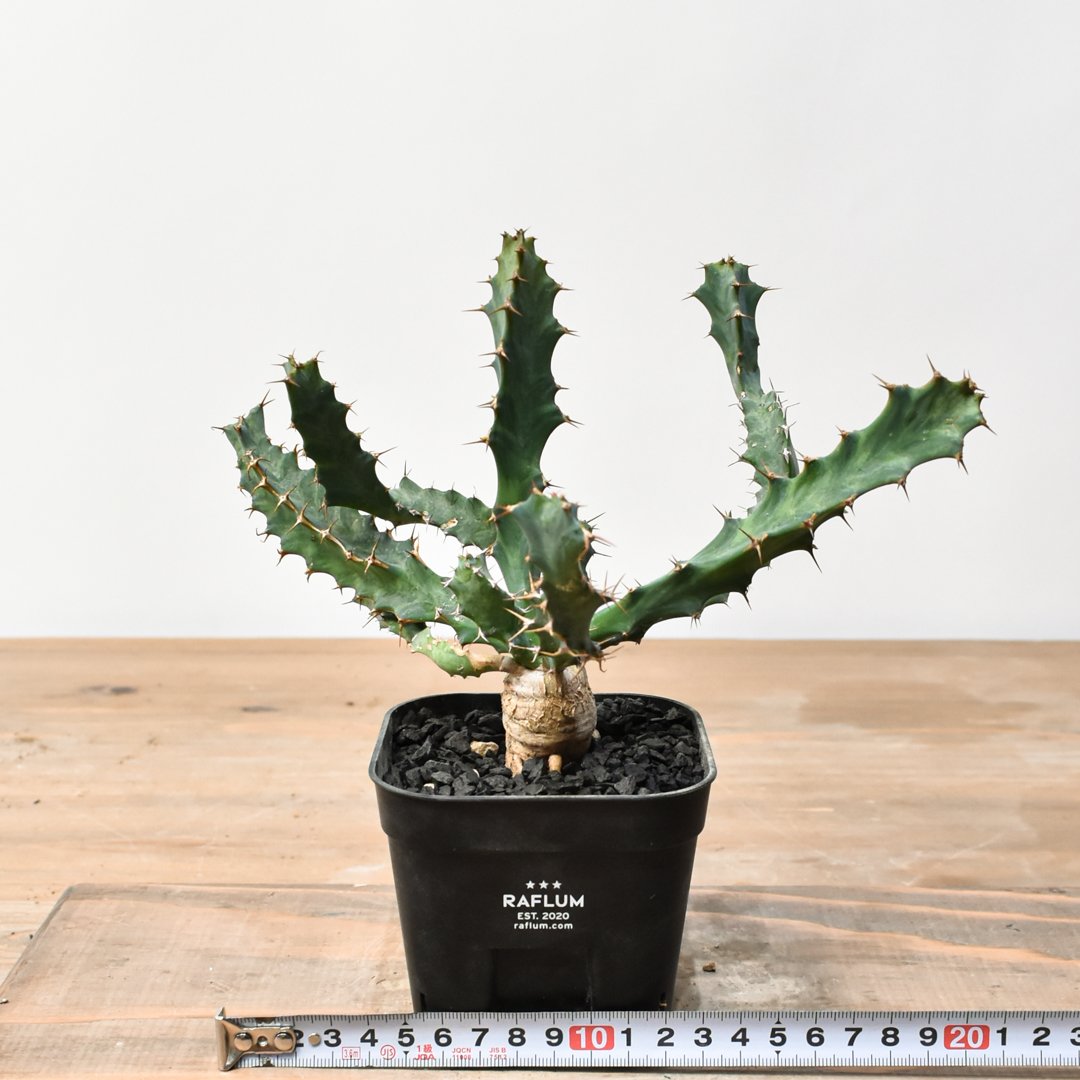ユーフォルビア クラビゲラ【実生】 RFHK25011506 | RAFLUM / ラフラム