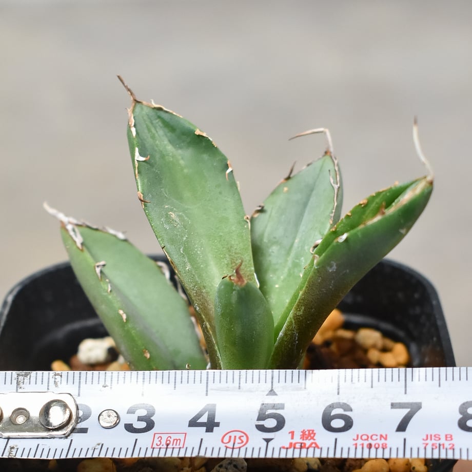 65604733577d50145018d38d