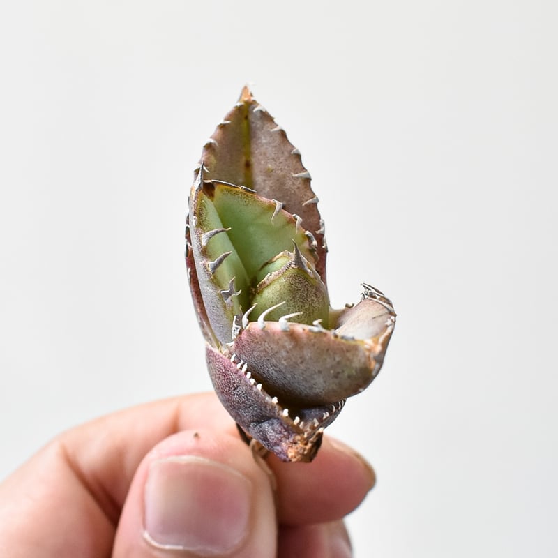 アガベ チタノタ 