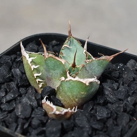 アガベ チタノタ "シャークソウイ" 【発根済み/子株】 RF231487(T)