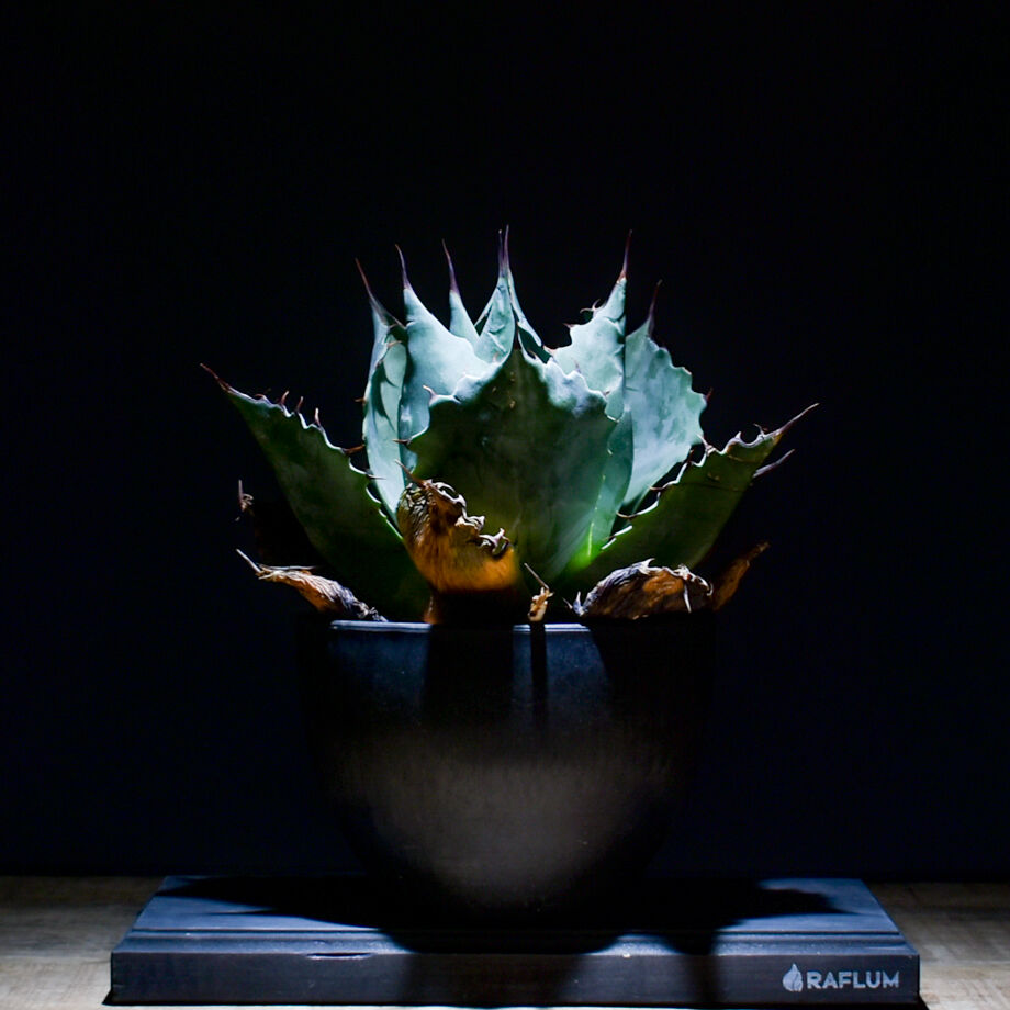 アガベ　USパラサナ✖️マルガリータ胴切り天 アガベ USパラサナ✖️マルガリータ胴切り天