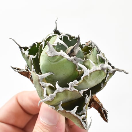 アガベ チタノタ 白鯨 【台湾 dragon agave産/抜き苗販売/子株/天芽】B DG2402650(T)