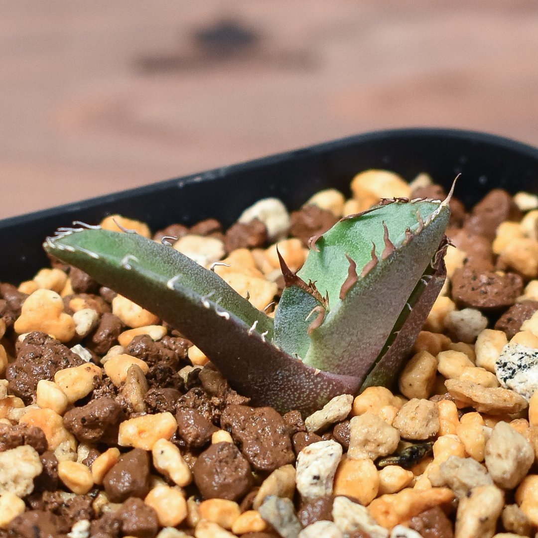 アガベ チタノタ 