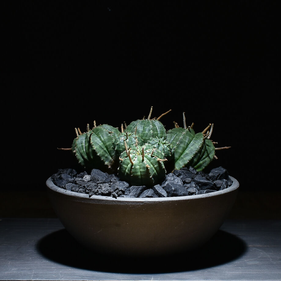 ユーフォルビアバリダ　確認用 ユーフォルビア・バリダの基本情報・育て方｜多肉植物・サボテン図鑑