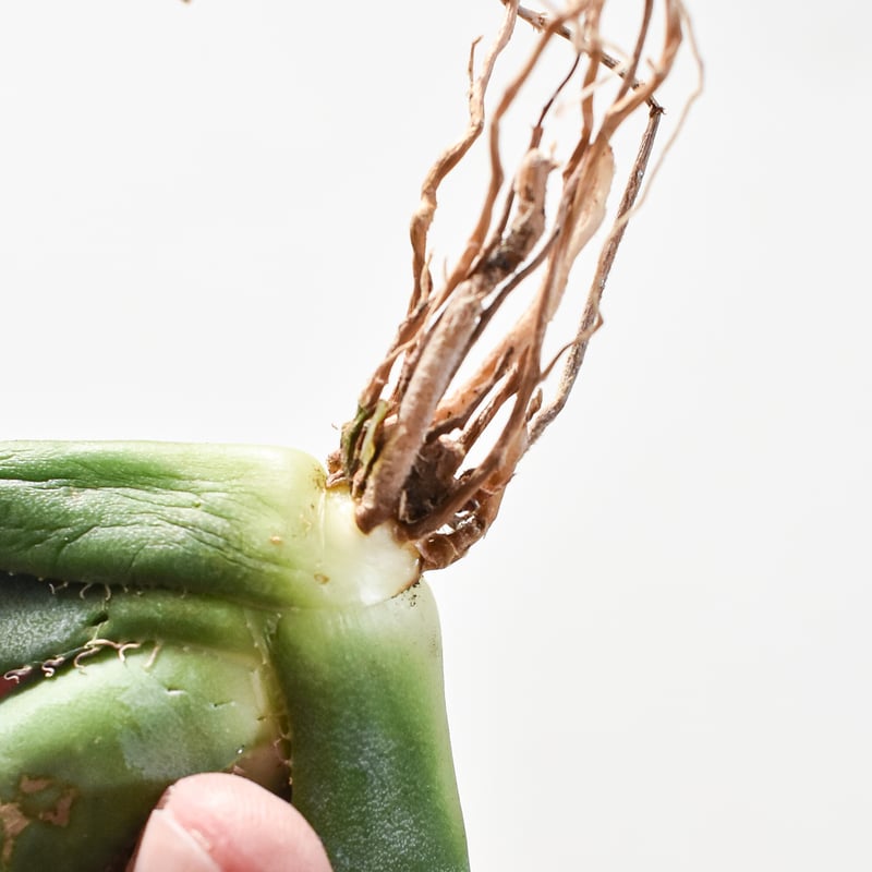 アガベ チタノタ　スペシャル　/ 胖鯨　オテロイ 9df1a37052b8705be041d3560f1860