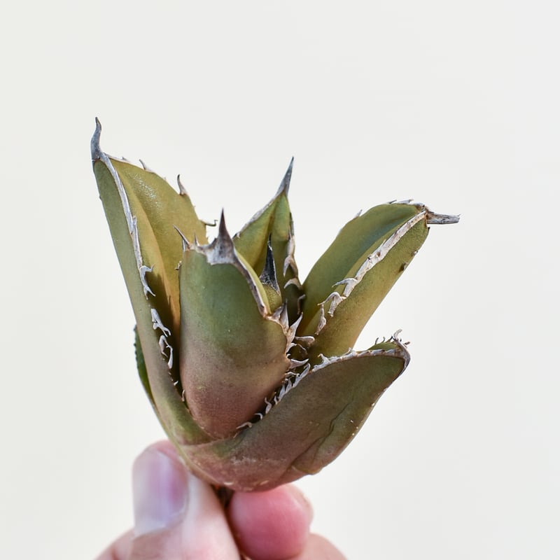 アガベ チタノタ ブラックファイヤー 