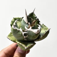 ユーフォルビア クラビゲラ 大株【発根済み】GS2400288(T) | RAFLUM