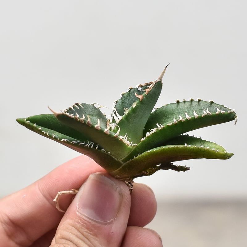 アガベ チタノタ 南アフリカダイヤモンド 