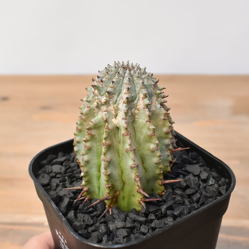 ユーフォルビア ホリダ 