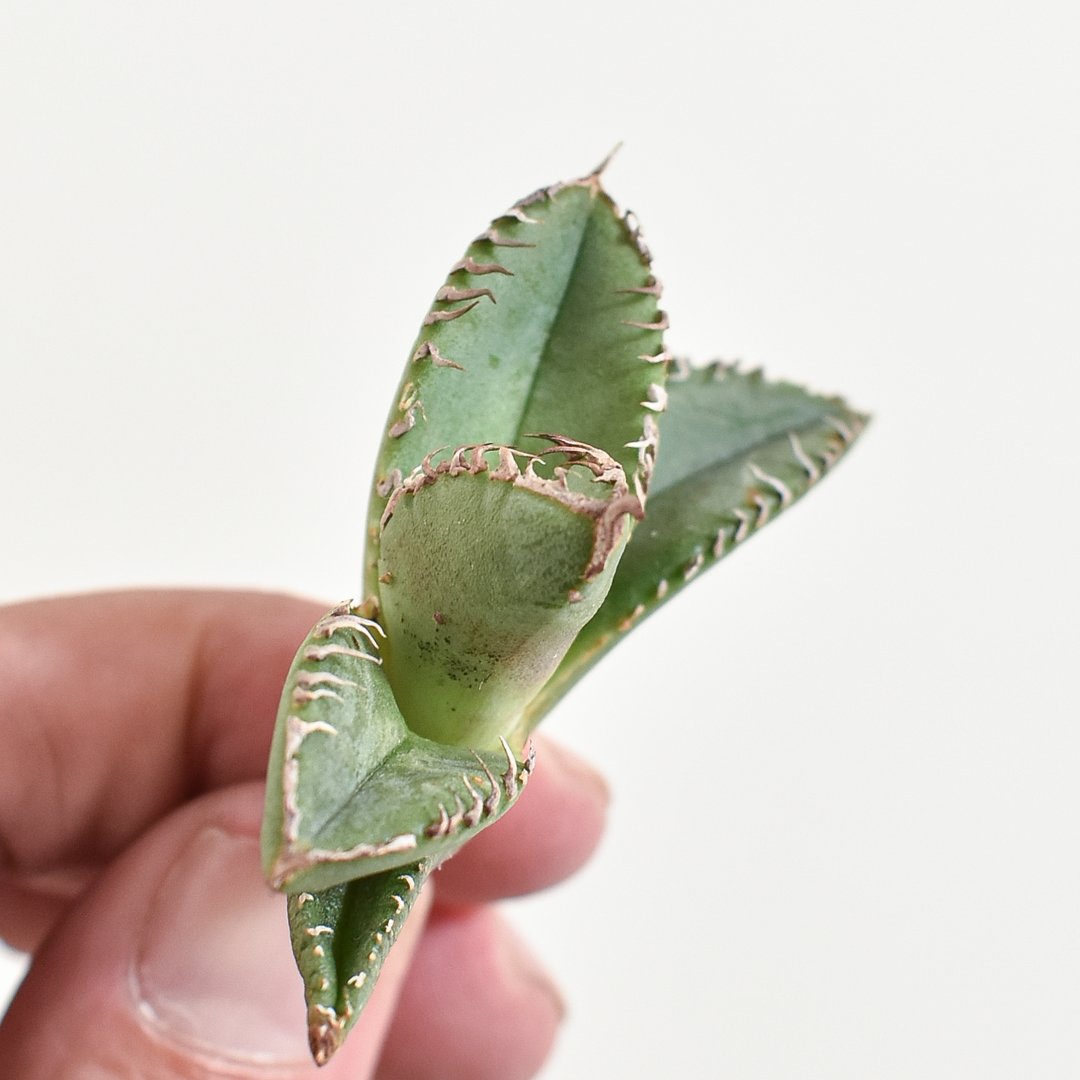 アガベ 星空 shi-hao 子株 アガベ 星空 shi-hao 子株