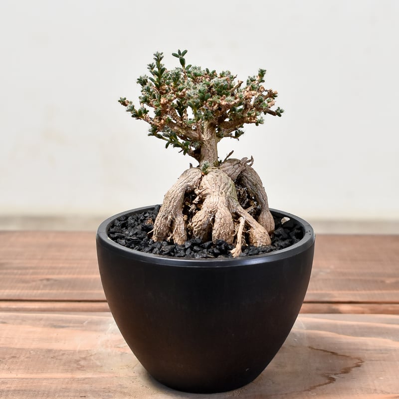 トリコ オーシャントリコ シャインオーバー | マツキヨココカラ