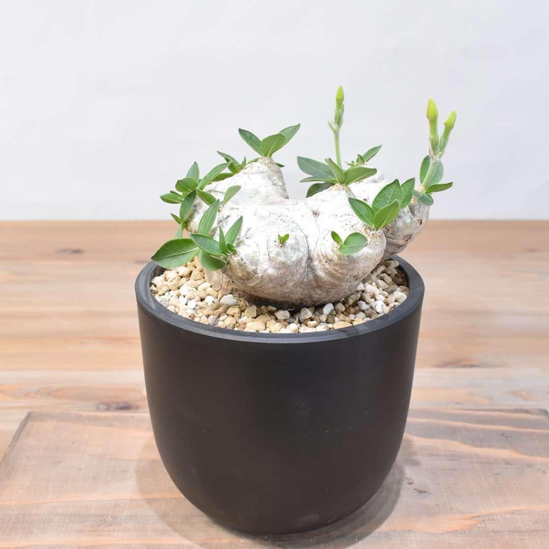 パキポディウム ブレビカウレ 