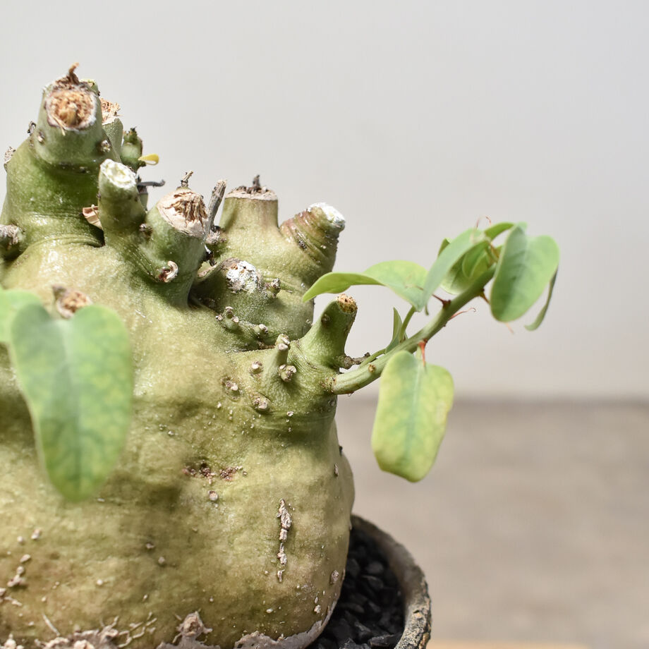 RAFLUMコレクション】アデニア スピノーサ （発根済み）RF231820 | RAFL