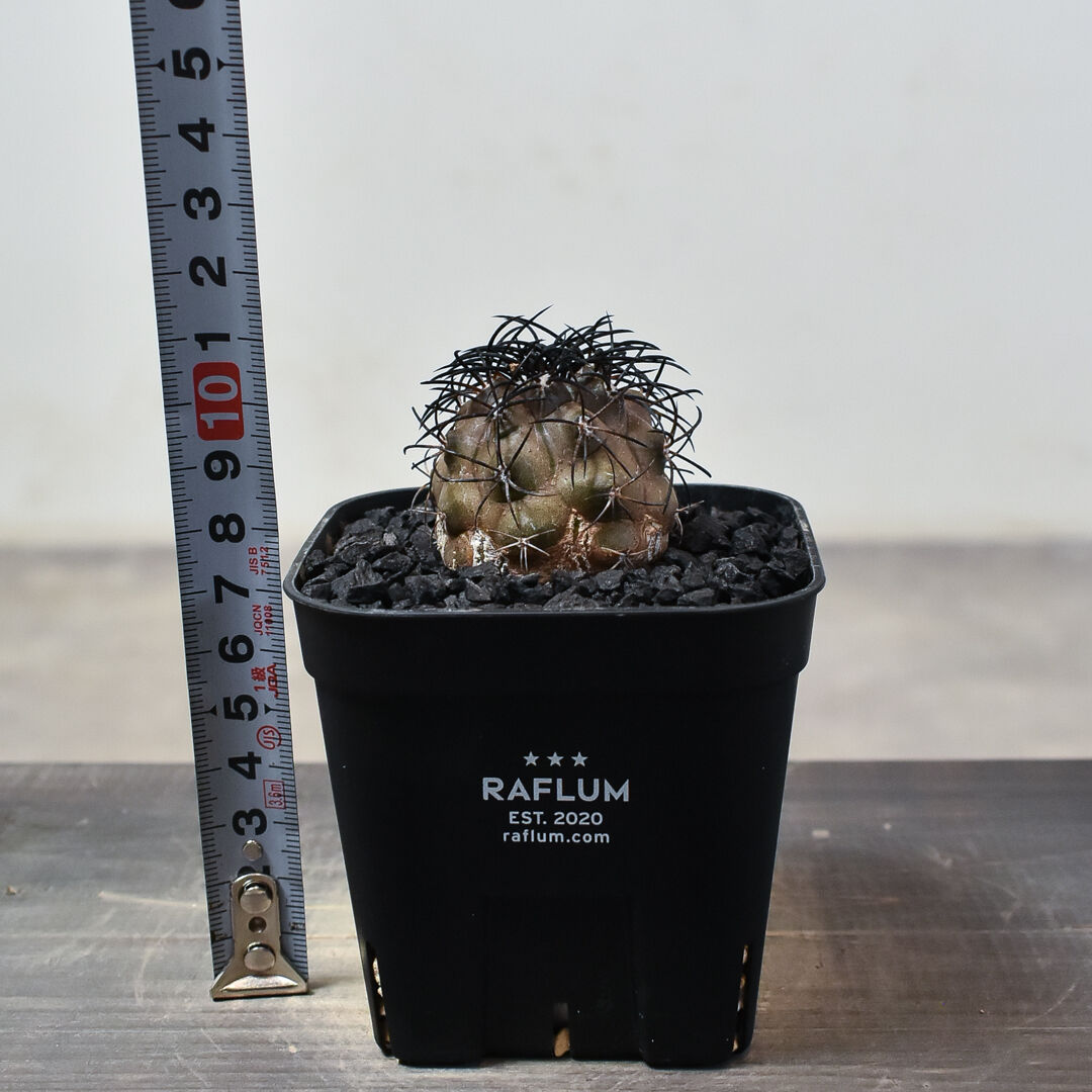 コピアポア グリセオビオラセア 