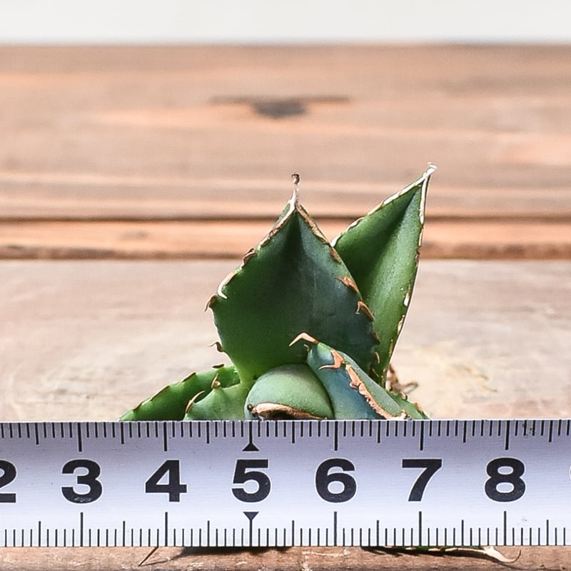 アガベ　チタノタ　ハデス　親株　agave m22209031627_1.jpg?1723545360