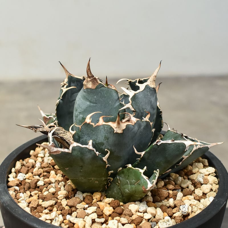 アガベ チタノタ 