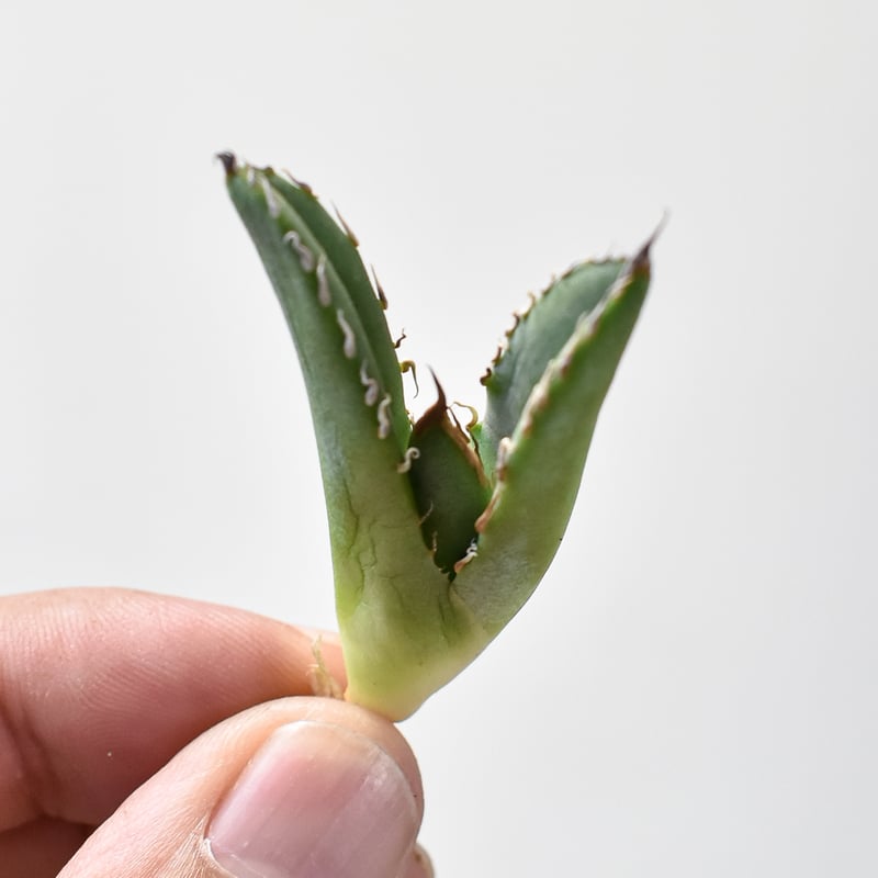 アガベ チタノタ  