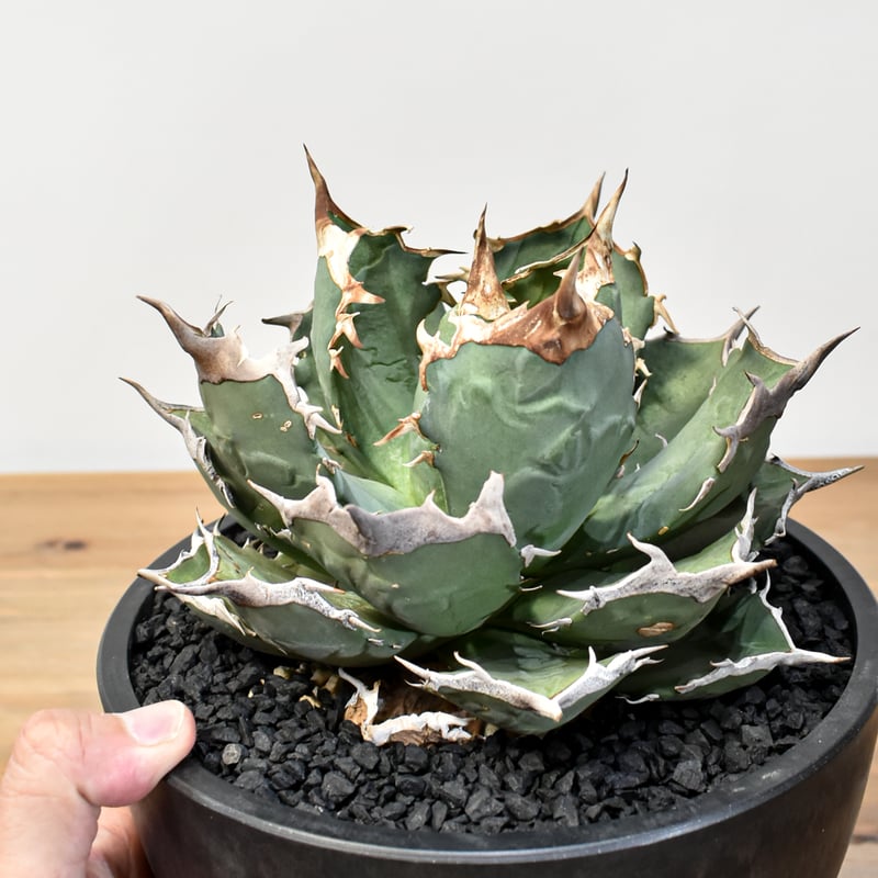 発根棚撤去 チタノタ「青犀牛（モドキ）」 発根済 アガベ チタノタ 