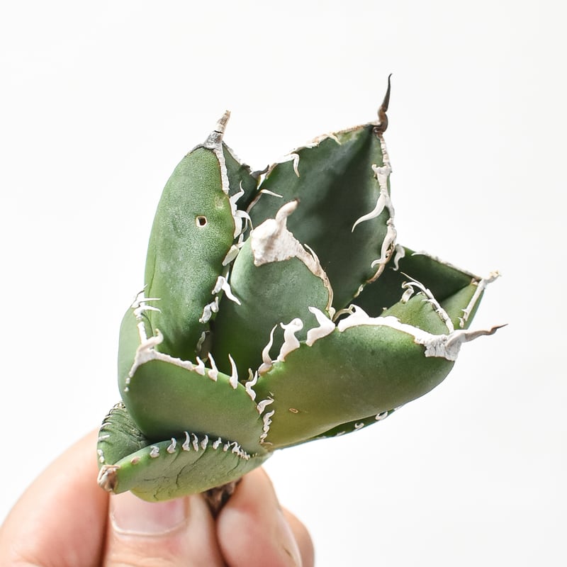 アガベ チタノタ 南アフリカダイヤモンド 