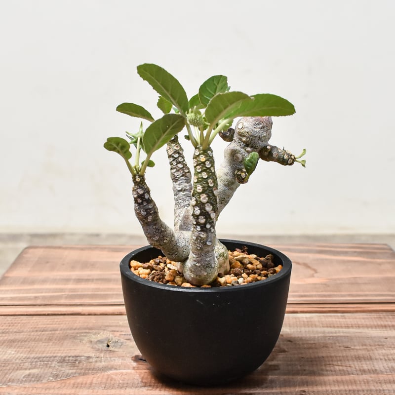 ドルステニア フォエチダ【発根済み】GM2401747(T) | RAFLUM / ラフラム