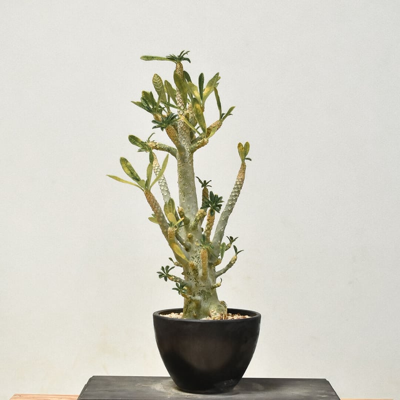 ドルステニア ギガス（発根済み）RF231445(T) | RAFLUM