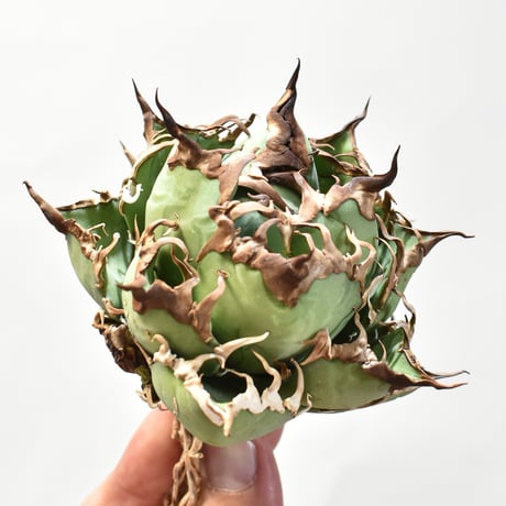 【5CLAW】アガベ チタノタ シーザー / 精品凱撒 【台湾 dragon agave産/中株/抜き苗】DG25010525