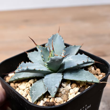 アガベ ハイブリット 日系イシスメンシス×象牙妖炎（陽炎エボリ）【台湾botanical_seeker産】RF25011380