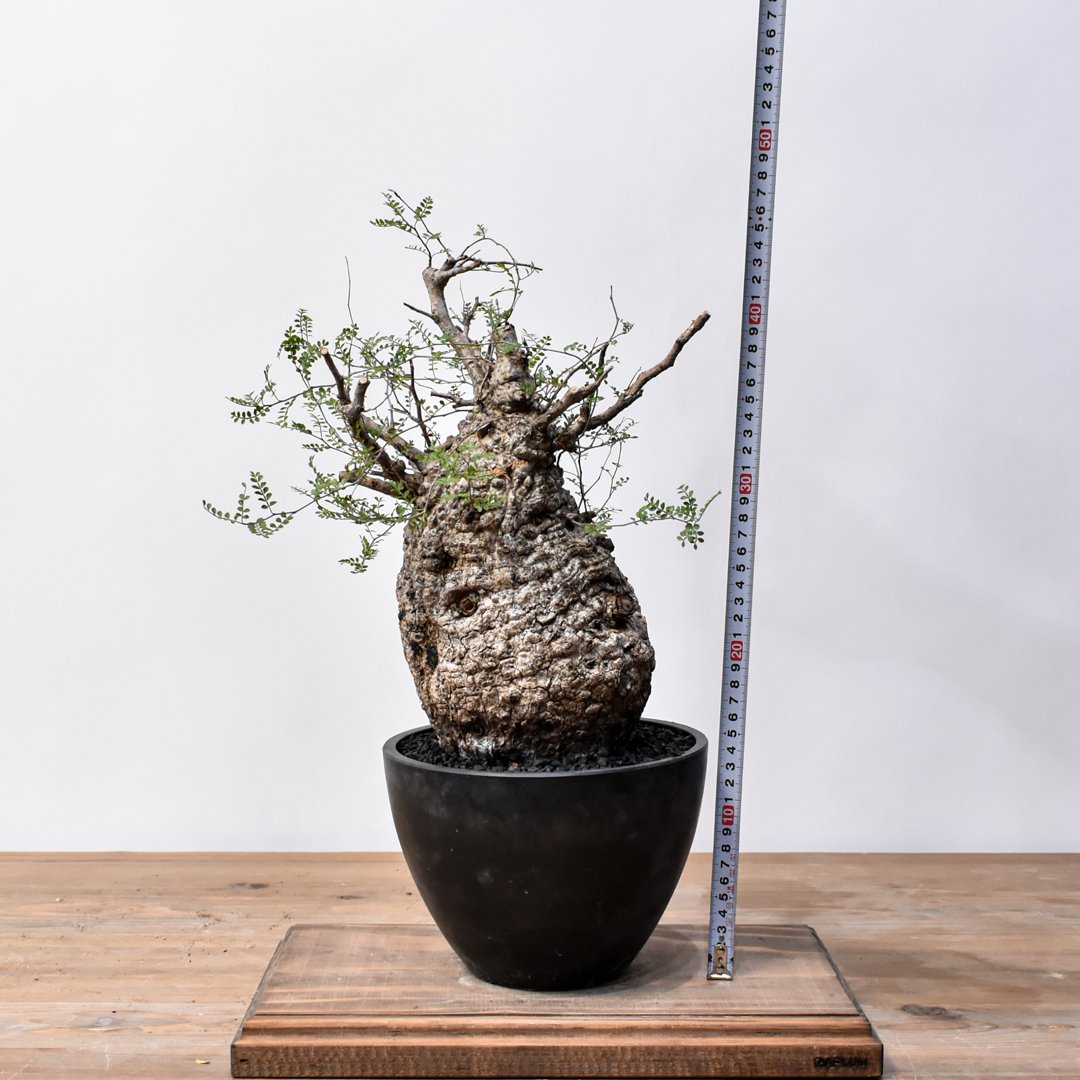 オペルクリカリア・パキプス46 オペルクリカリア パキプス RFHK25011494 | RAFLUM / ラフラム｜東京