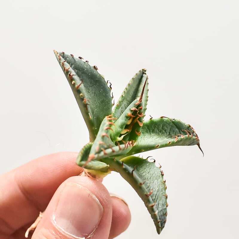 ユタエンシス エボリスピナ×ブラックアンドブルー【カリフォルニア産