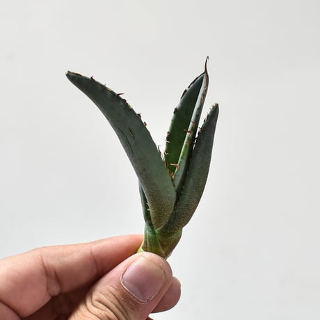 アガベ鳳凰 | STORES