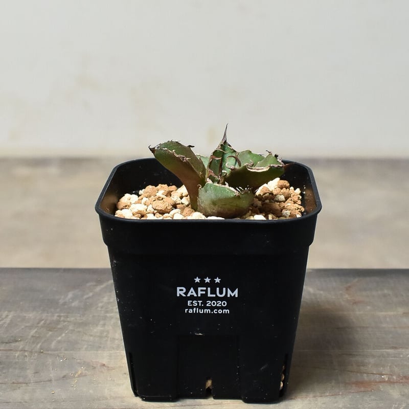 そ*お様 アガベ チタノタ 白鯨 親株 鉢付 8/24撮影 アガベ