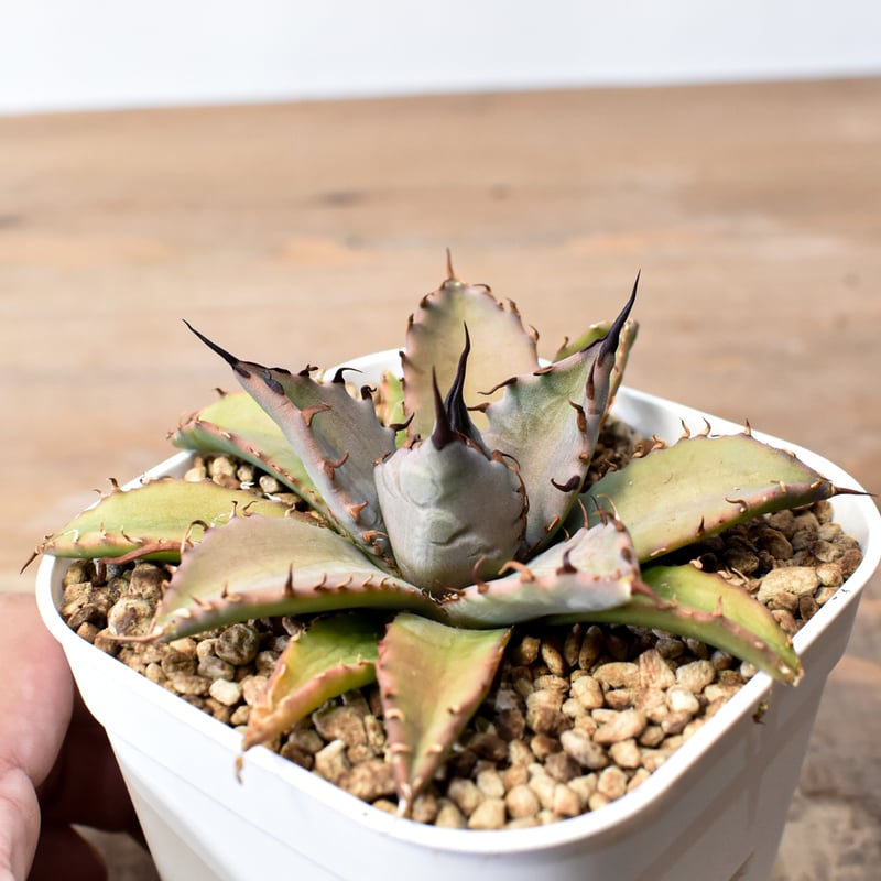 アガベ ハイブリット 