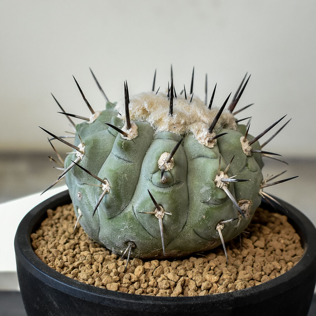 今日だけ！Copiapoa コピアポア シネレア 黒王丸 実生 発根済み