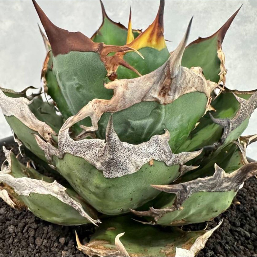 アガベ チタノタ  